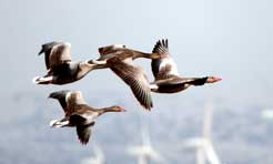 新疆：候鸟点缀阿勒泰的春季