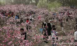 新疆麦盖提县&ldquo;桃花韵刀郎情&rdquo;桃花旅游节隆重开幕