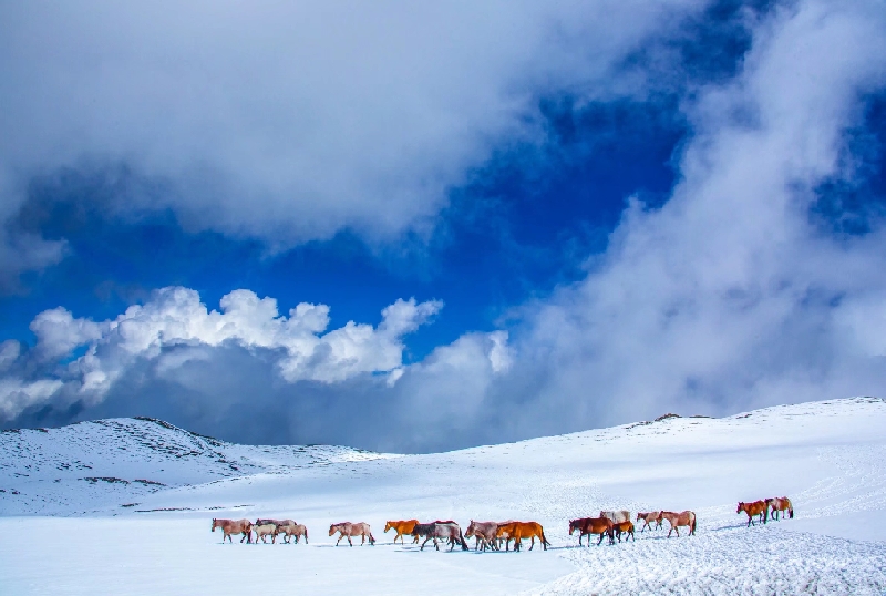 新疆是个好地方|雪地撒欢！看草原精灵踏雪觅食