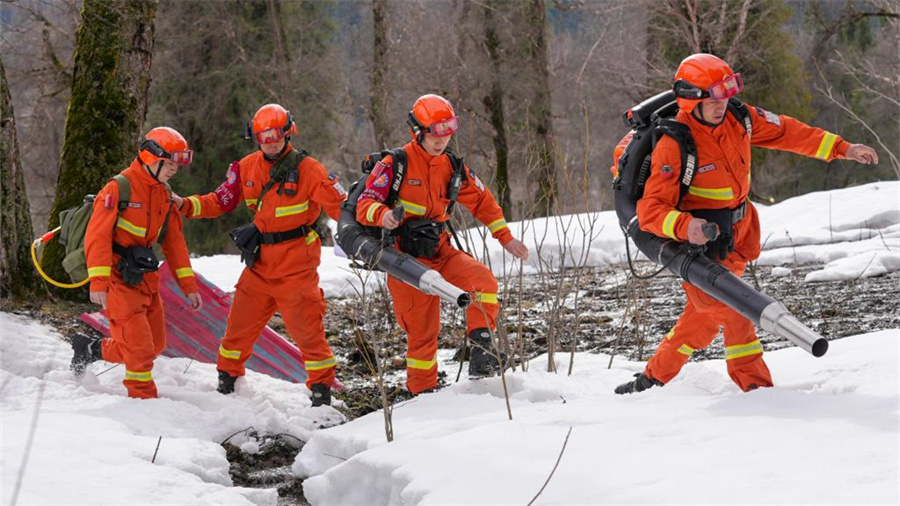 守护天山里的雪岭云杉