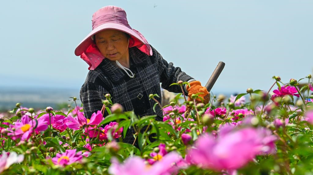 新华全媒+丨新疆伊犁：花经济成致富新产业 赋能“香”村振兴